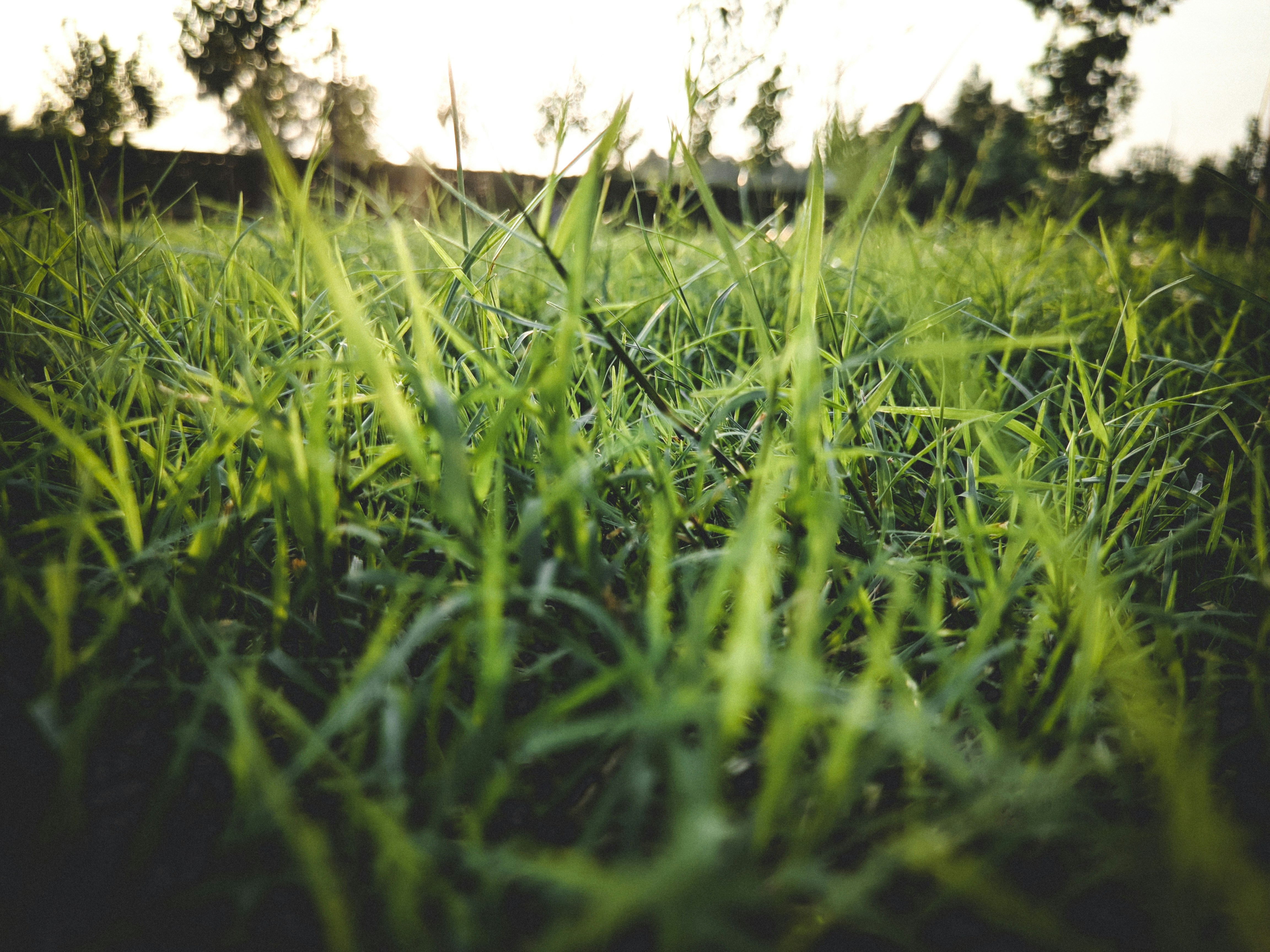 green grass field during daytime