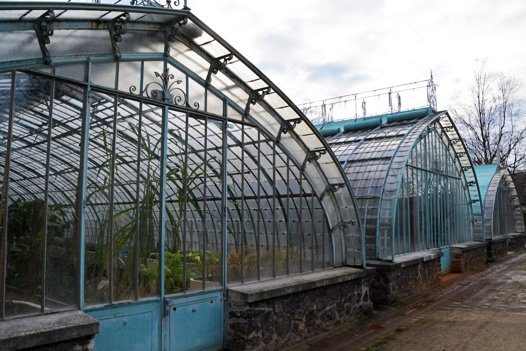 green plants in greenhouse during daytime