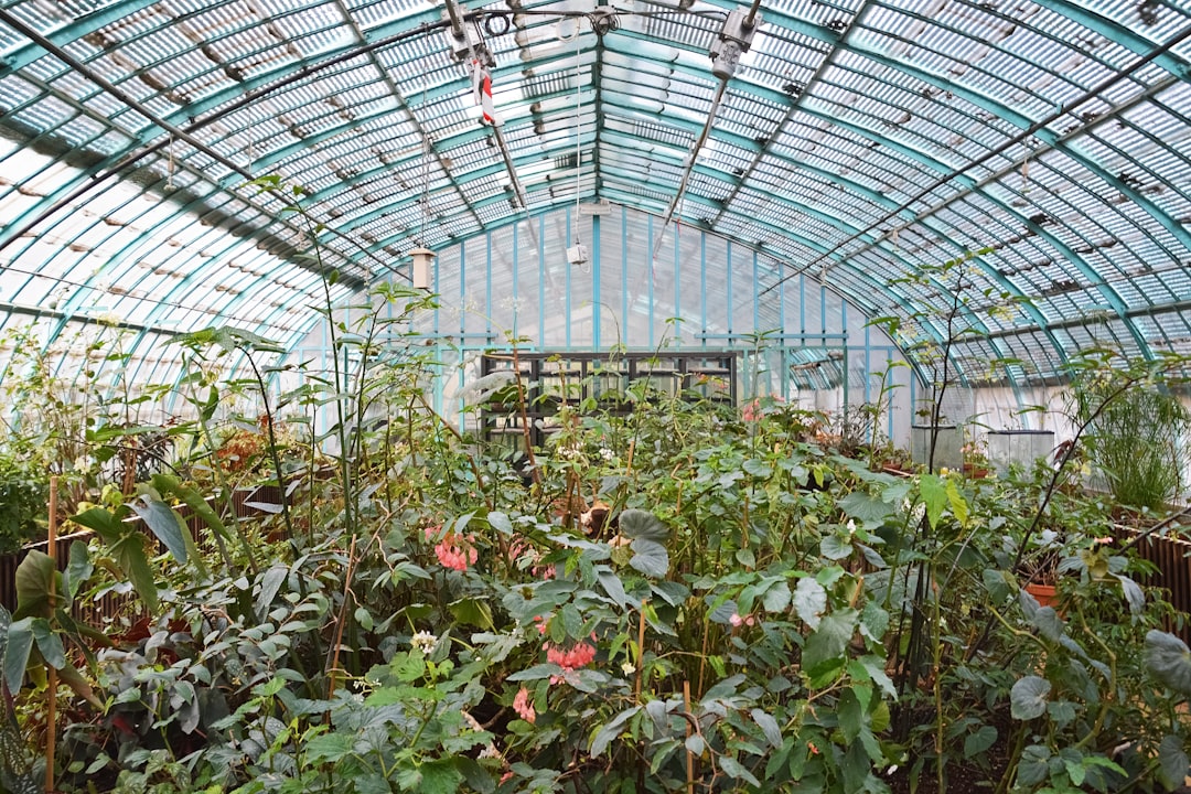 green plants inside greenhouse during daytime