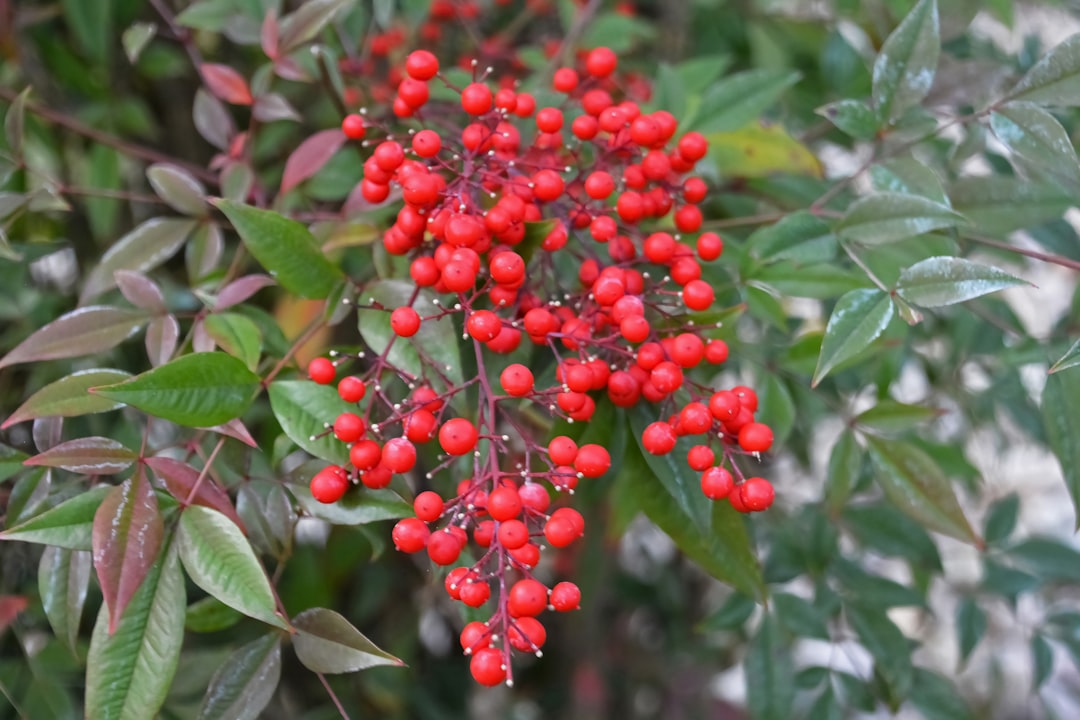 red round fruits on green leaves