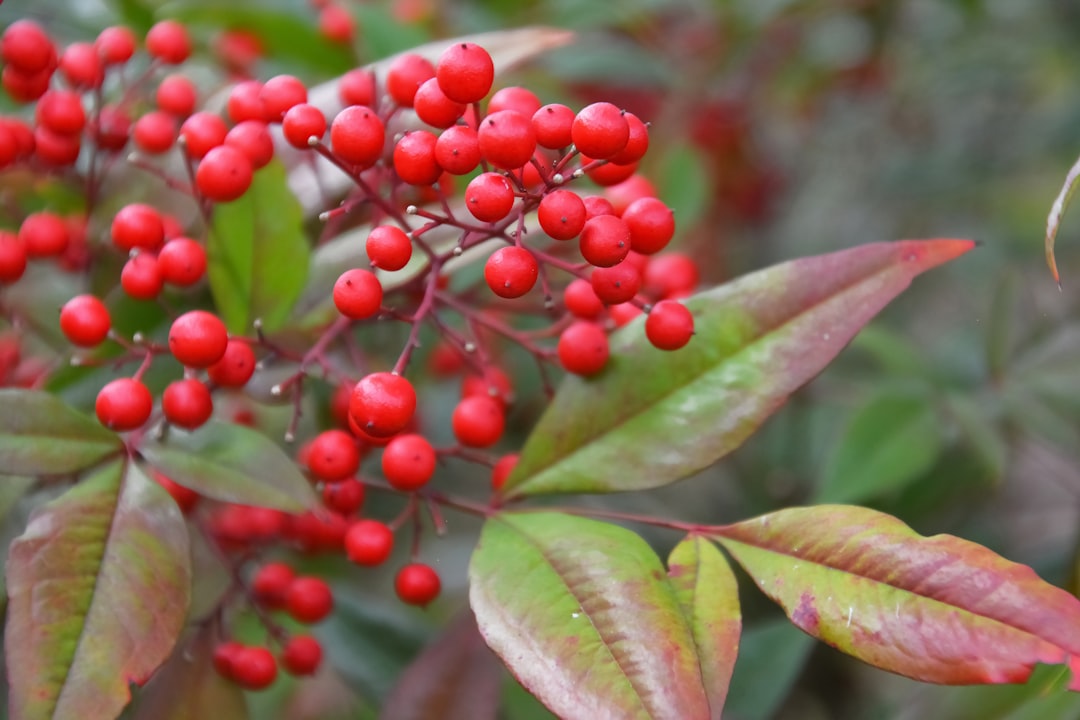 red round fruits on green leaves