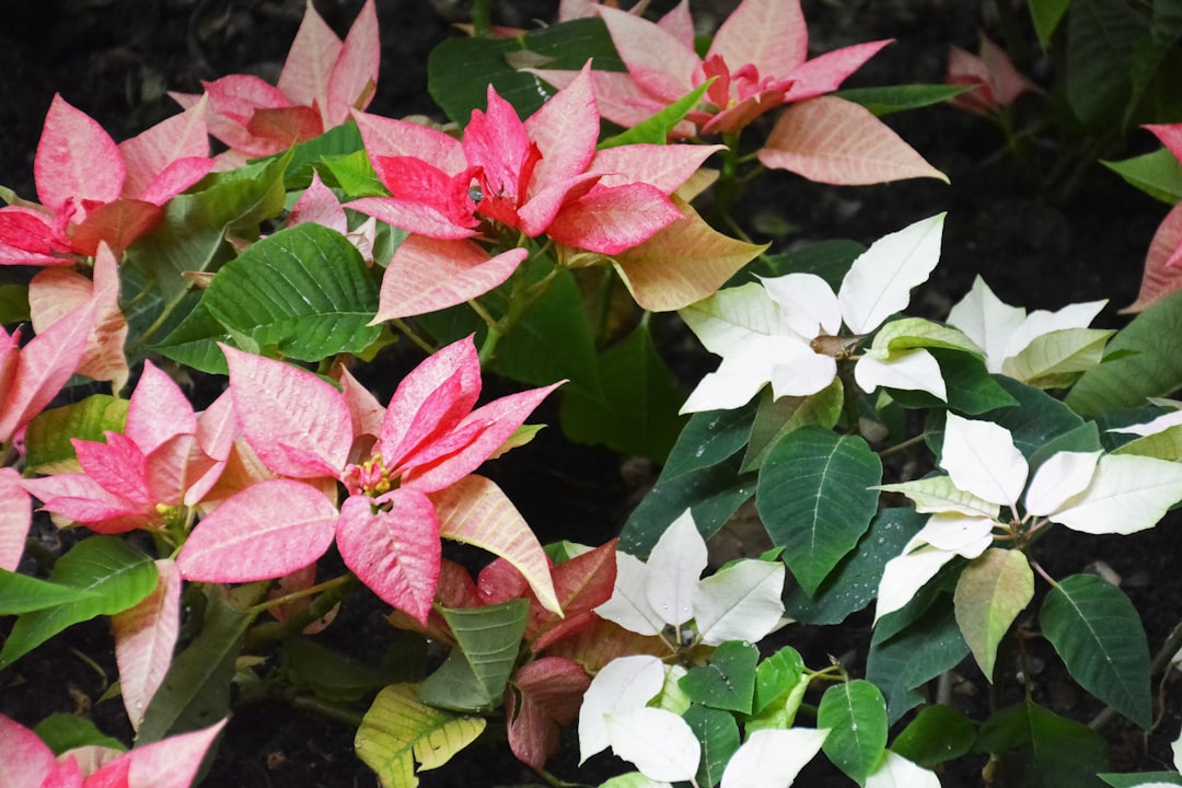 red and white flower with green leaves