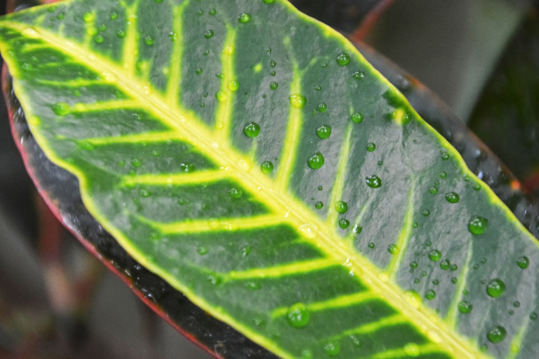 green leaf with water droplets