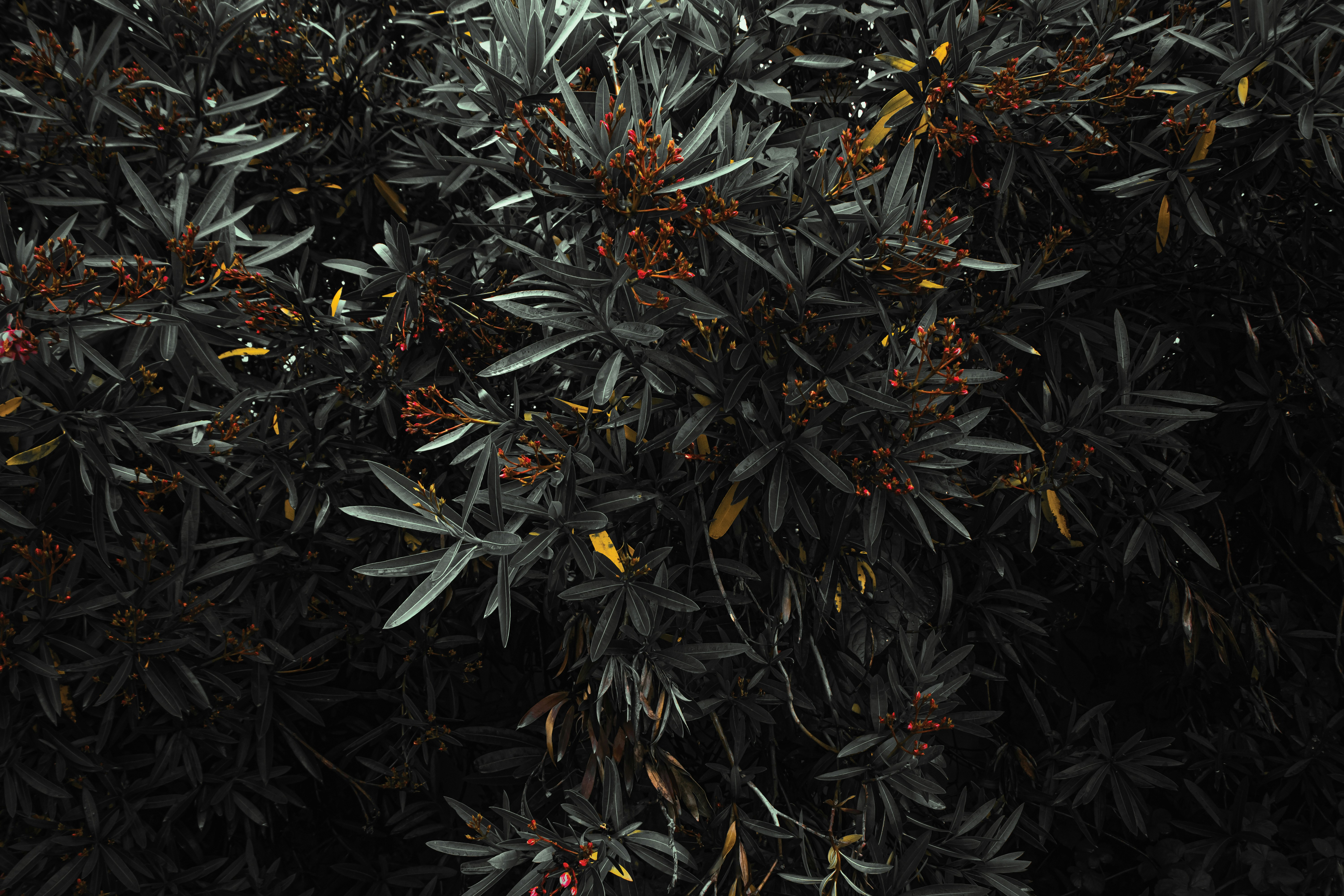 Photo by mahdibafande