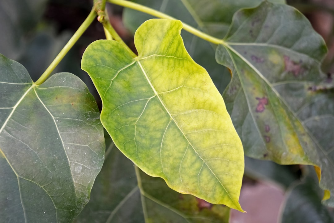 green leaves in macro lens