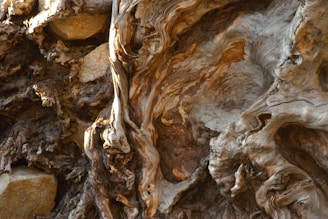 Intricate and textured patterns of twisted wood grain and knots fill the image, exhibiting a rich variety of swirls and grooved lines. The surface appears rugged with areas of varying depths and shadows that enhance its three-dimensional form.