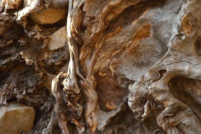 Intricate and textured patterns of twisted wood grain and knots fill the image, exhibiting a rich variety of swirls and grooved lines. The surface appears rugged with areas of varying depths and shadows that enhance its three-dimensional form.