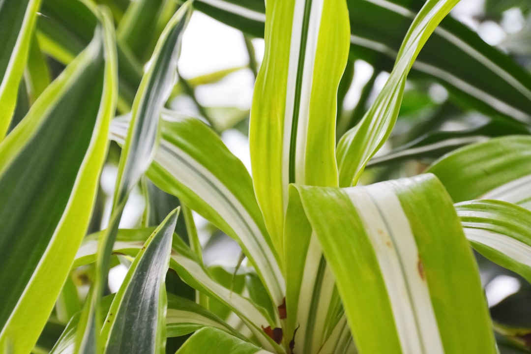 green leaf plant during daytime