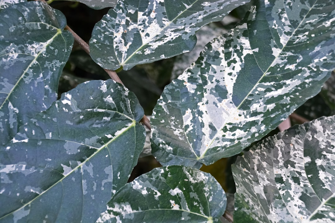 green and white leaf plant