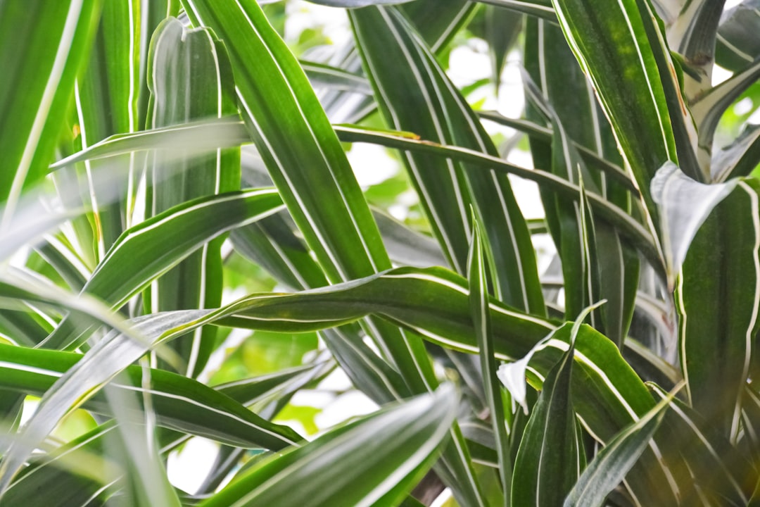 green leaf plant during daytime