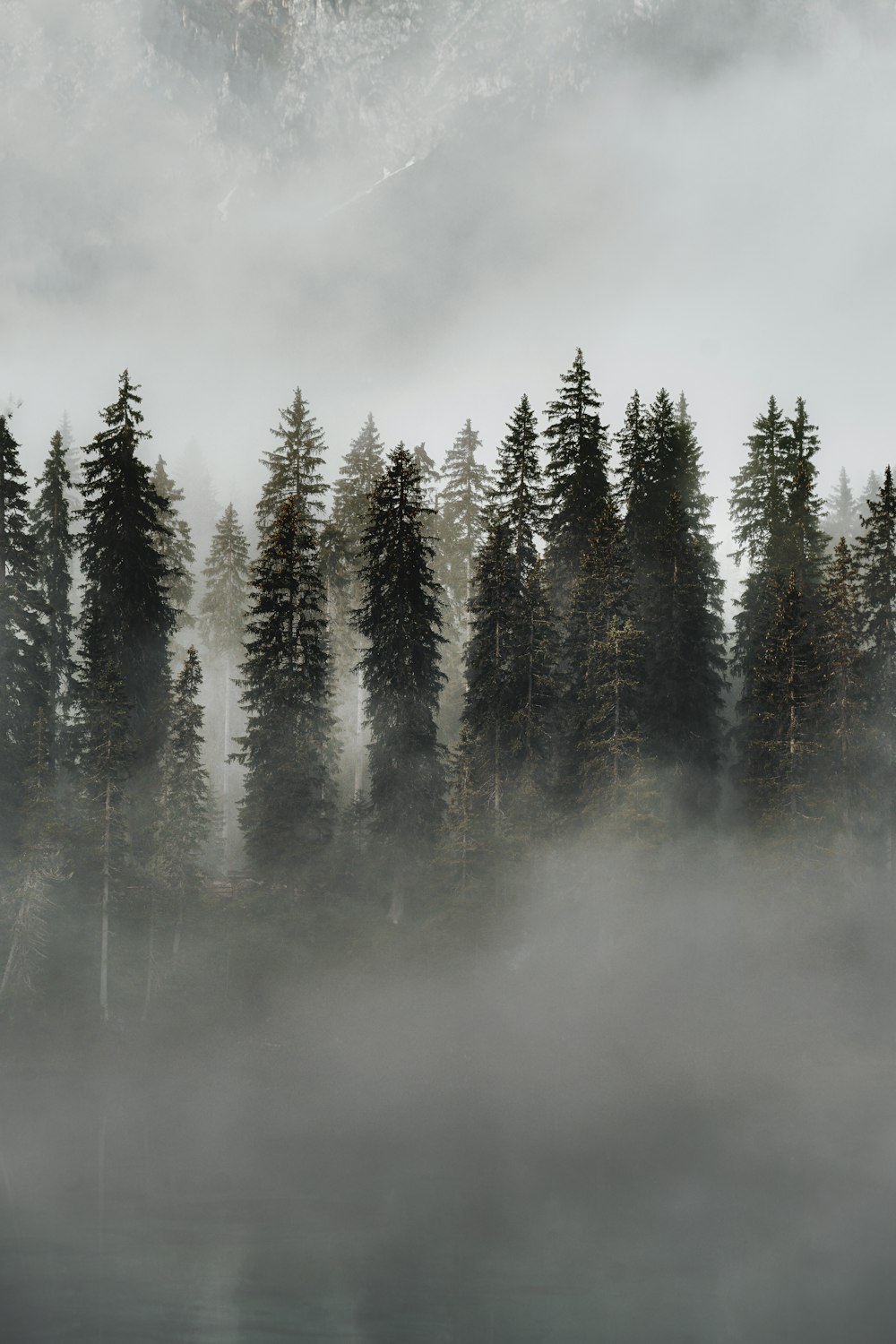 green pine trees covered with fog