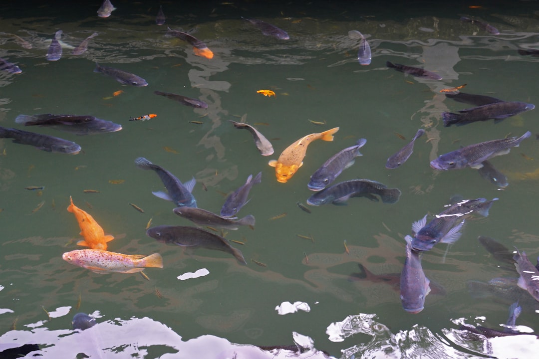 school of fish on water