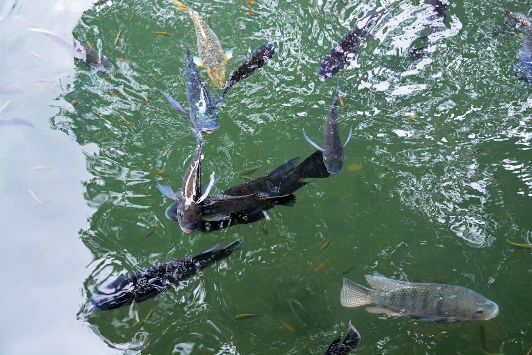 school of fish on water