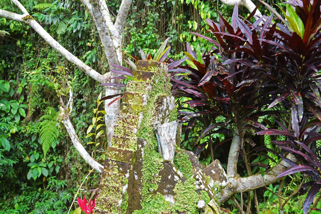 green moss on brown tree trunk