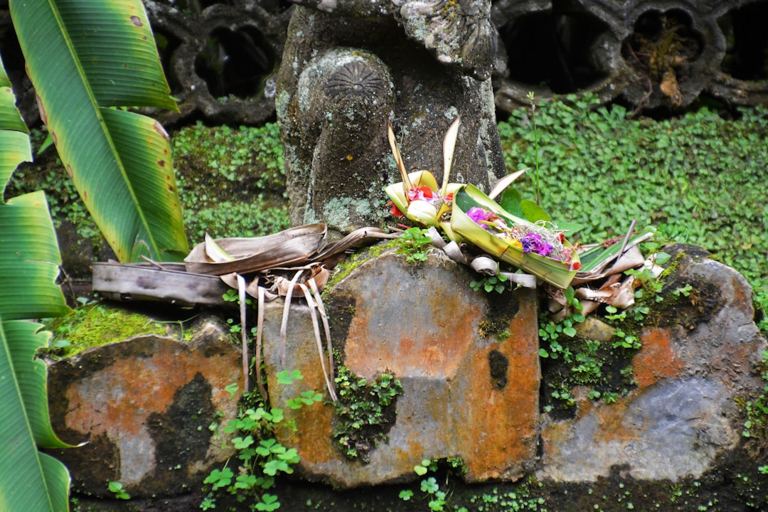 green banana leaf on brown rock