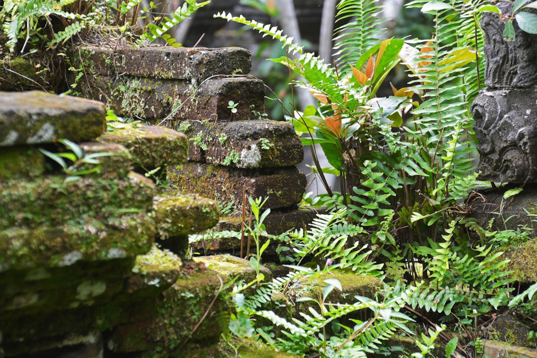 green moss on brown brick wall