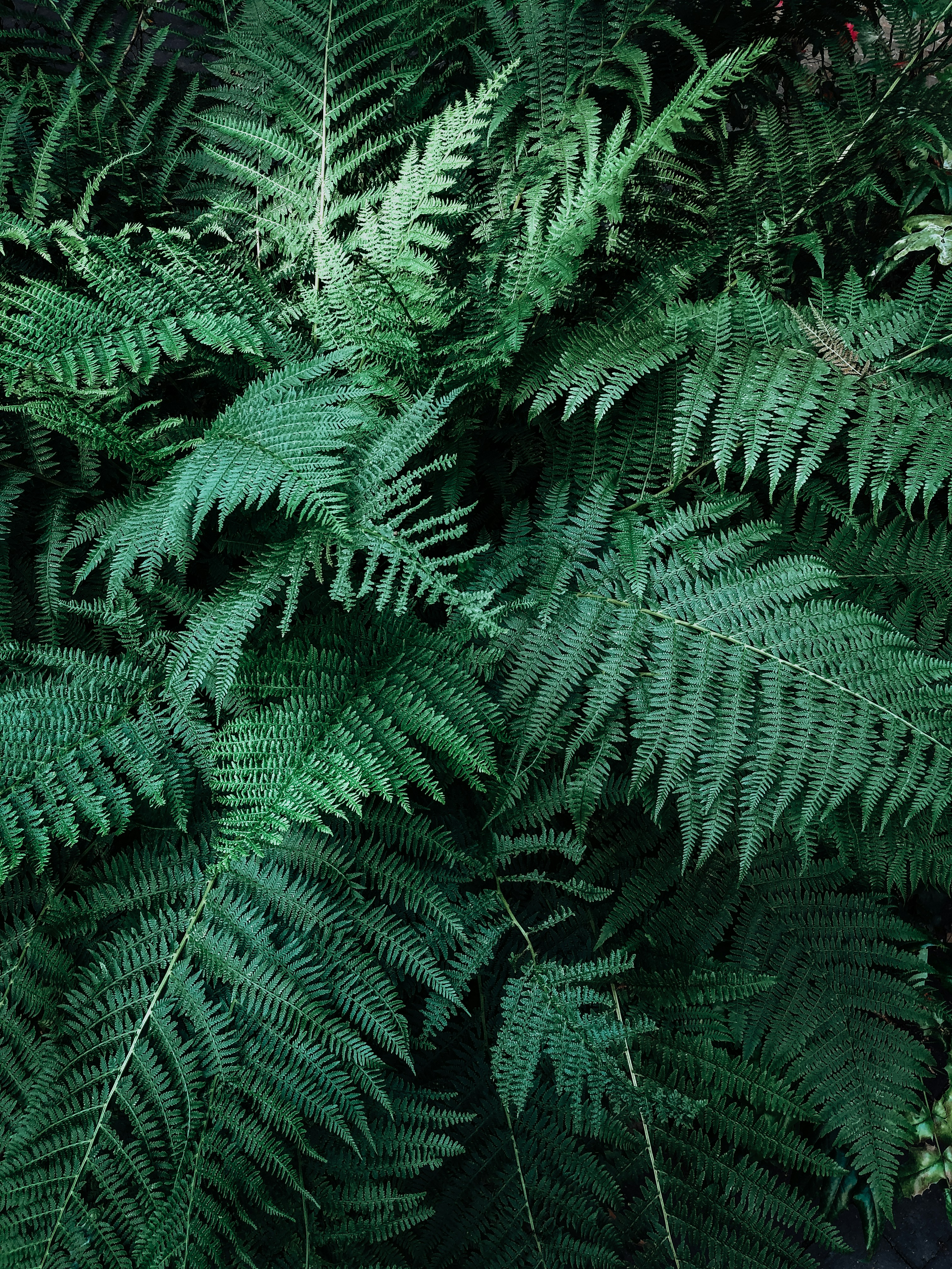 Photo by leavesandroots_