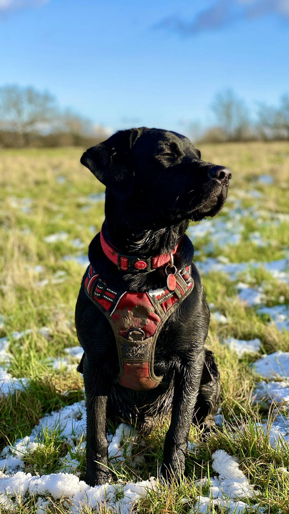 Labrador Retriever negro con correa roja y negra