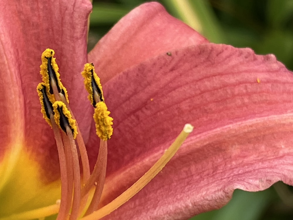 pink flower in macro photography