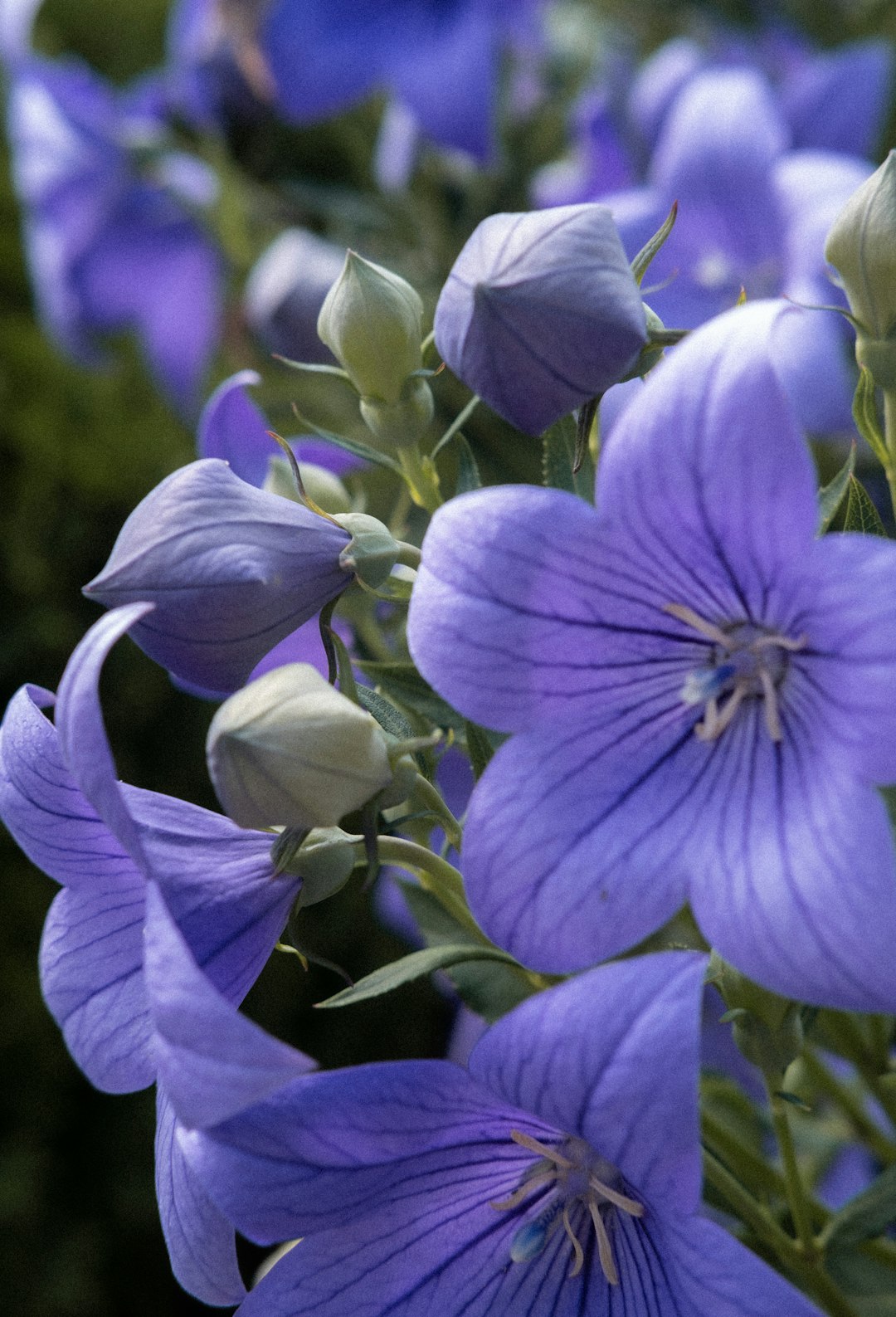 purple flower in macro shot