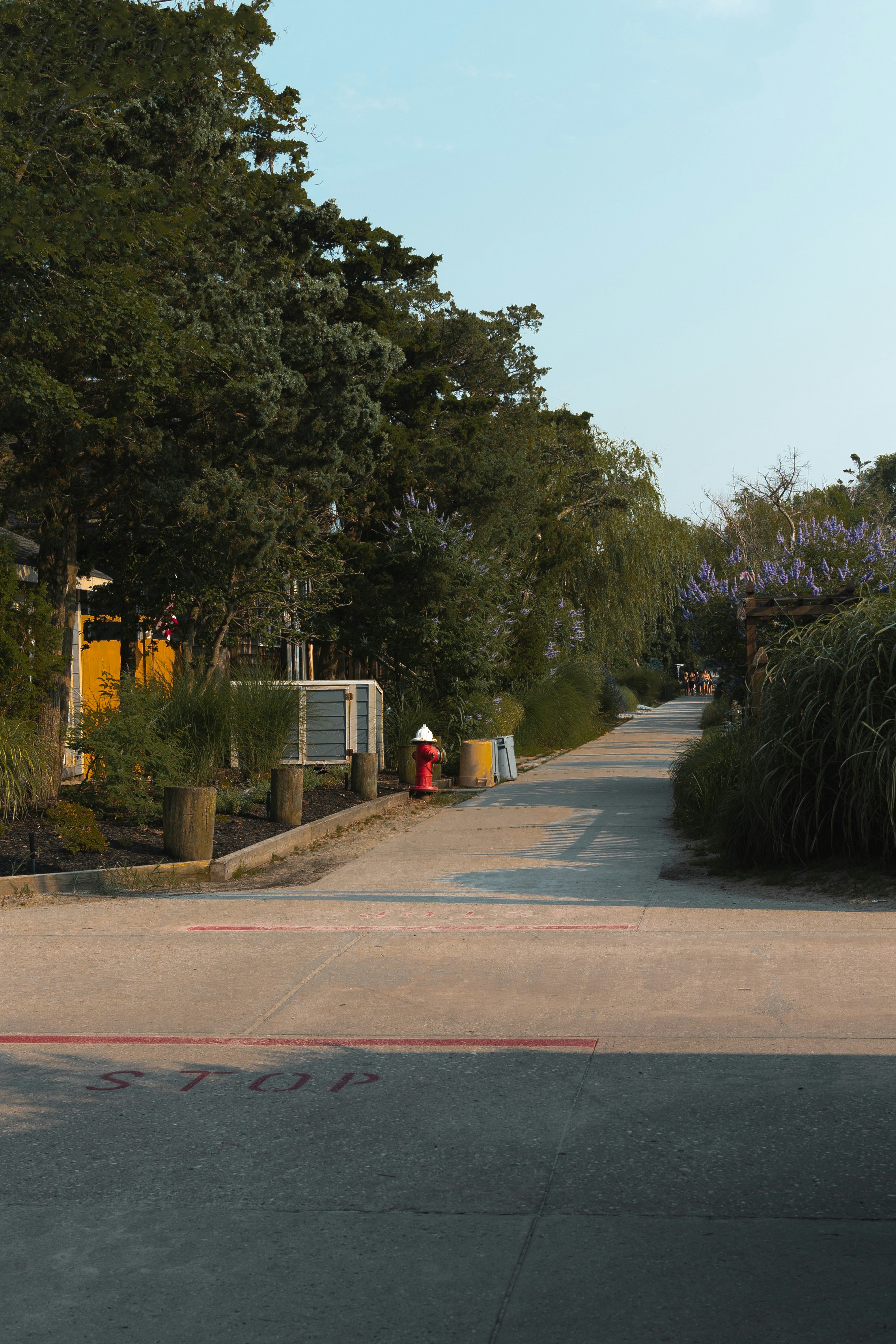 昼間は灰色のコンクリート道路の脇に緑の木々が生い茂る