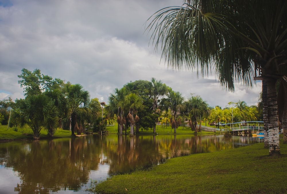 green trees beside river under cloudy sky during daytime