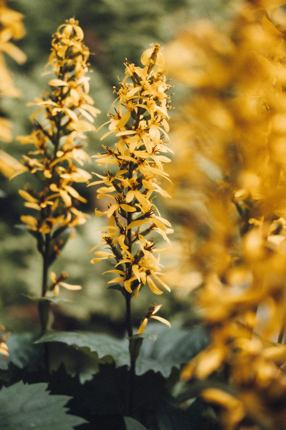 yellow flowers in tilt shift lens