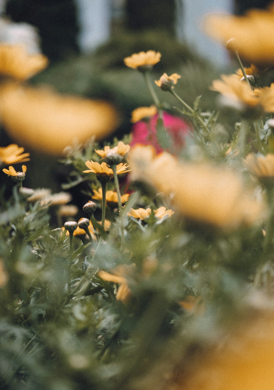 yellow and red flowers on green grass