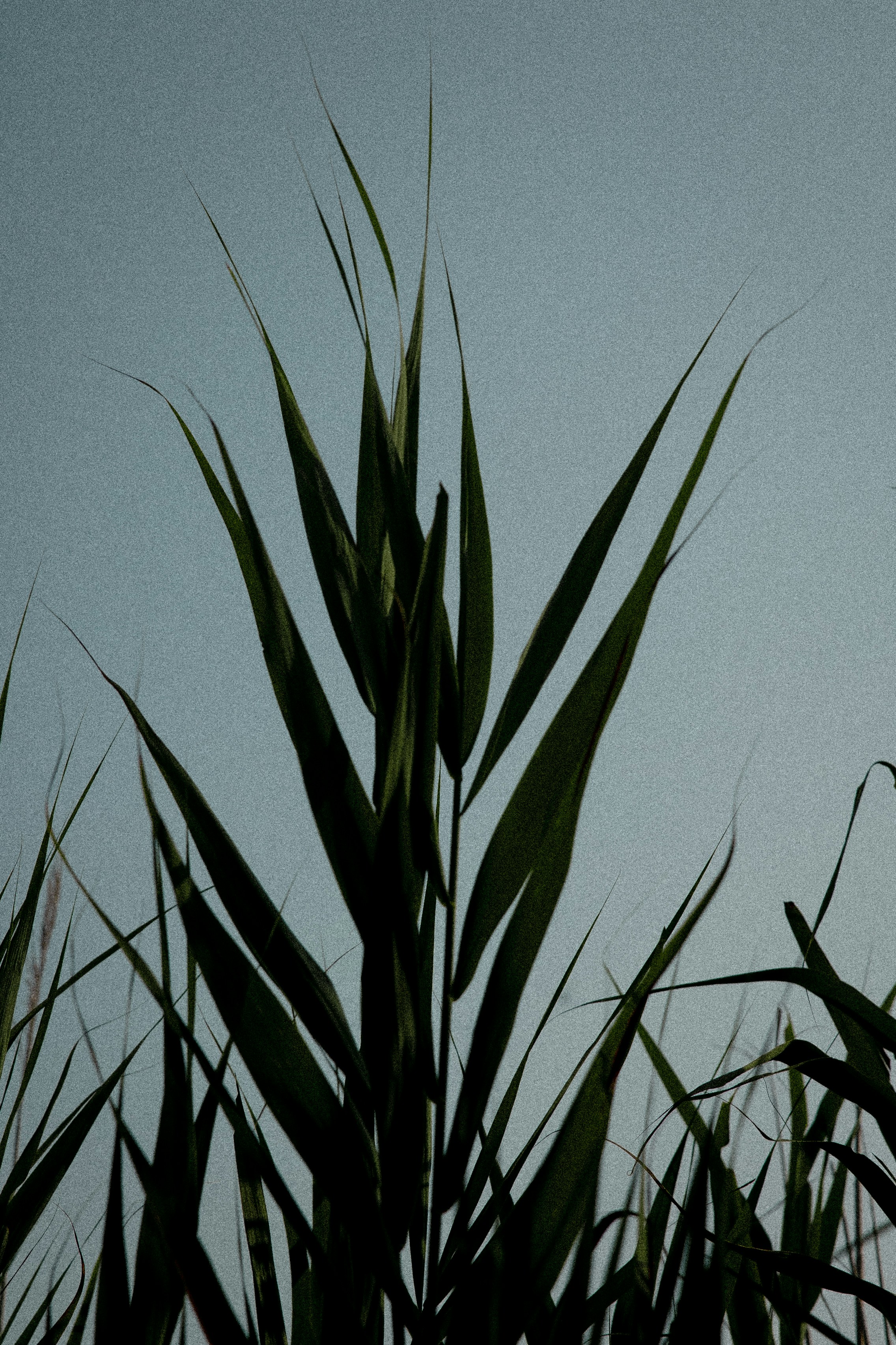 a bird sitting on top of a tall green plant