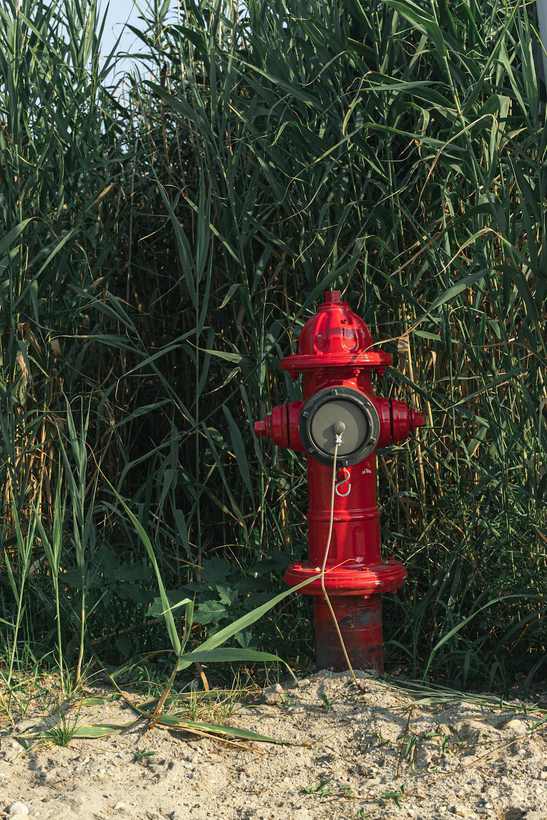 red fire hydrant on green grass