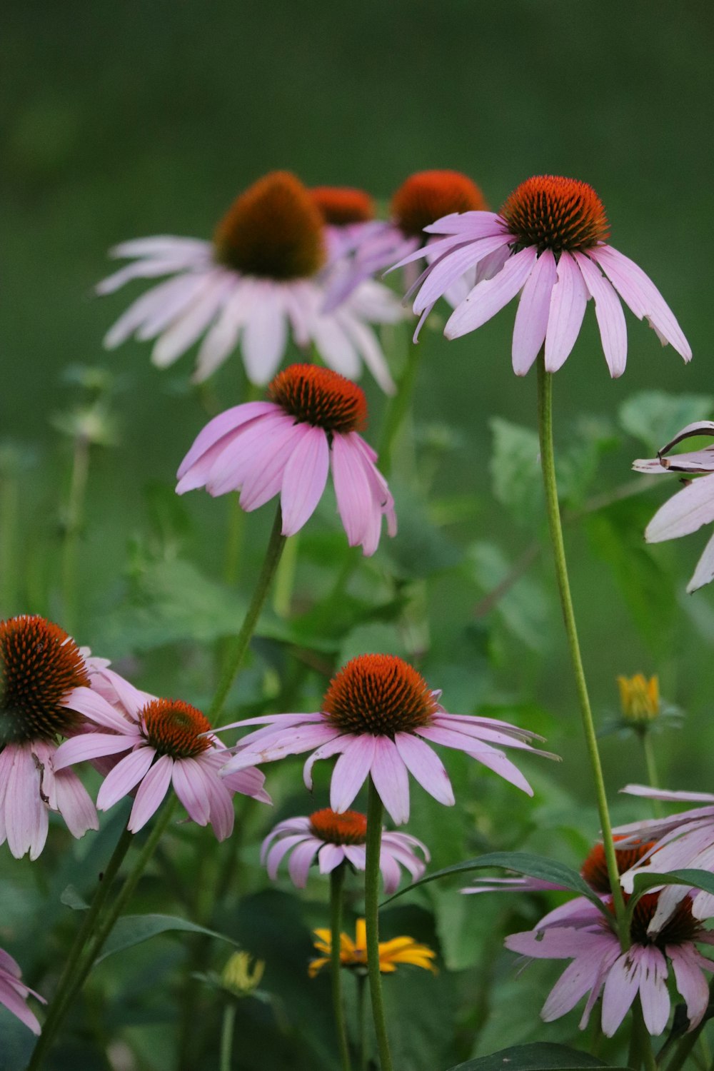 pink and white flowers in tilt shift lens