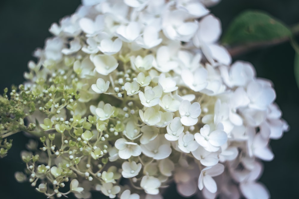 fleurs blanches dans une lentille à bascule