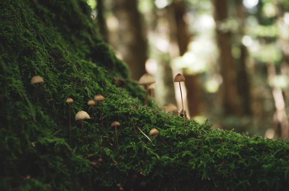 緑の苔に茶色のキノコ