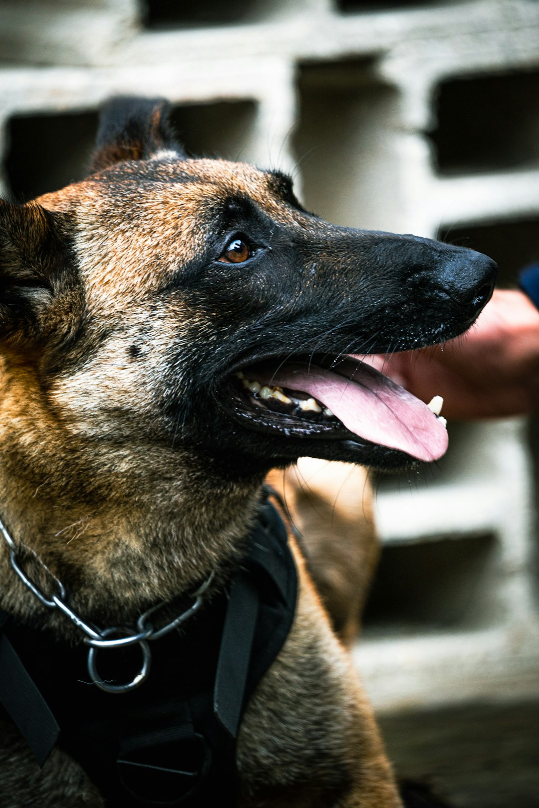 brown and black short coated dog