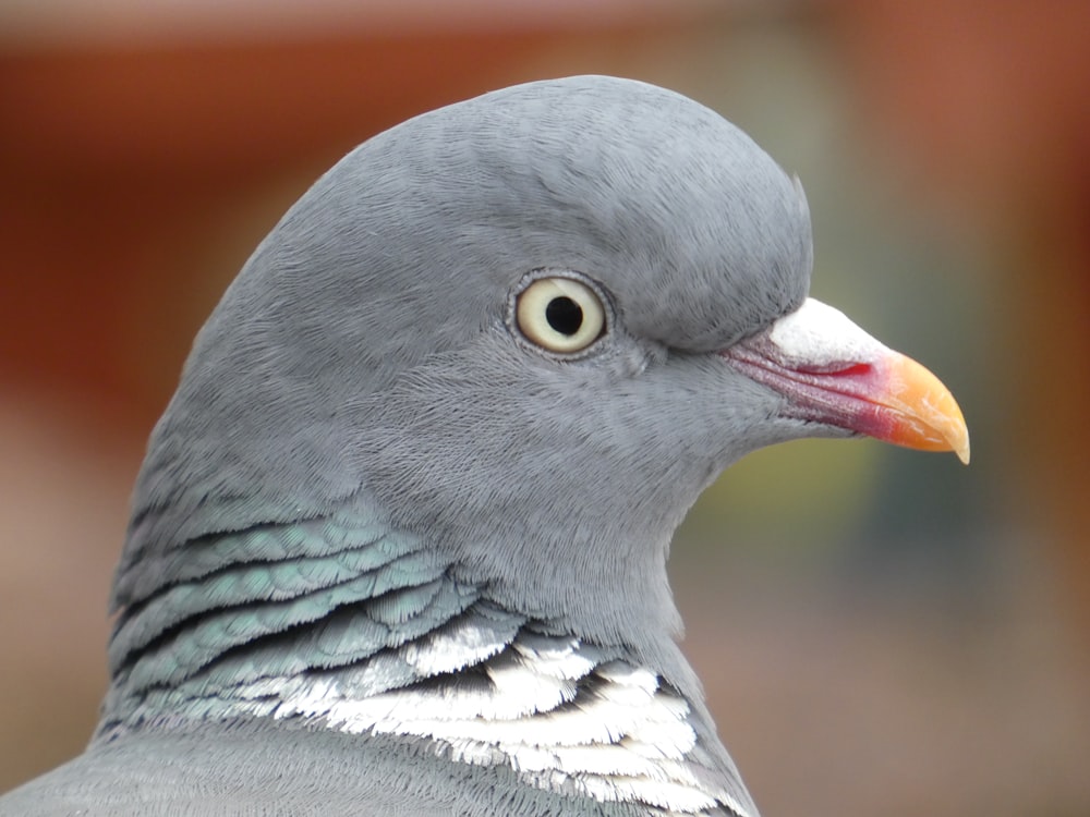 gray and white bird in close up photography