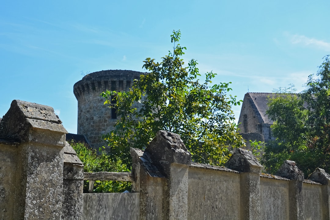 green tree beside gray concrete wall