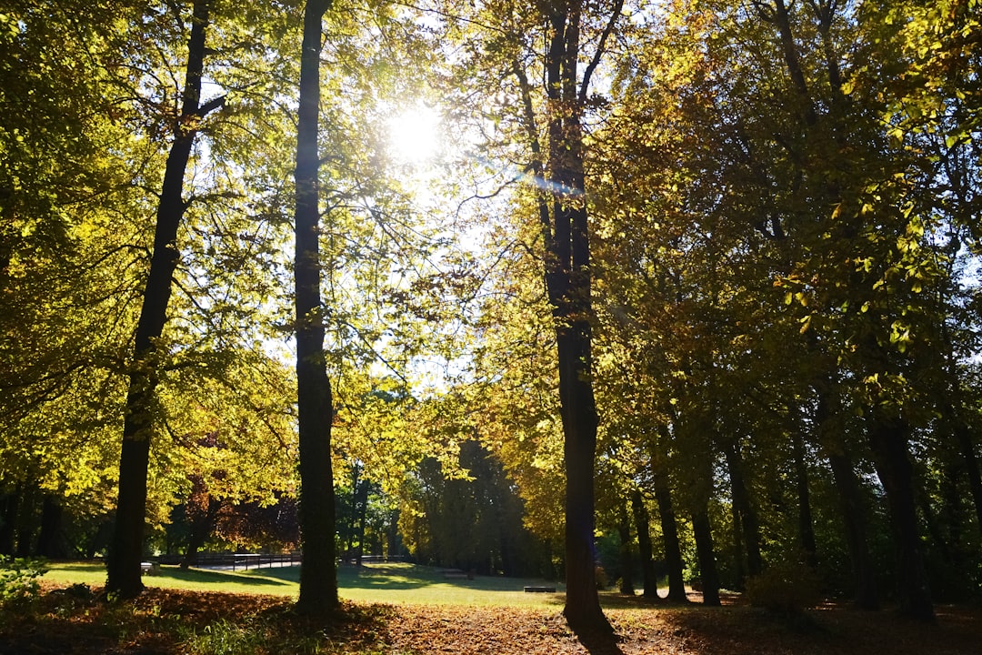 green and brown trees during daytime