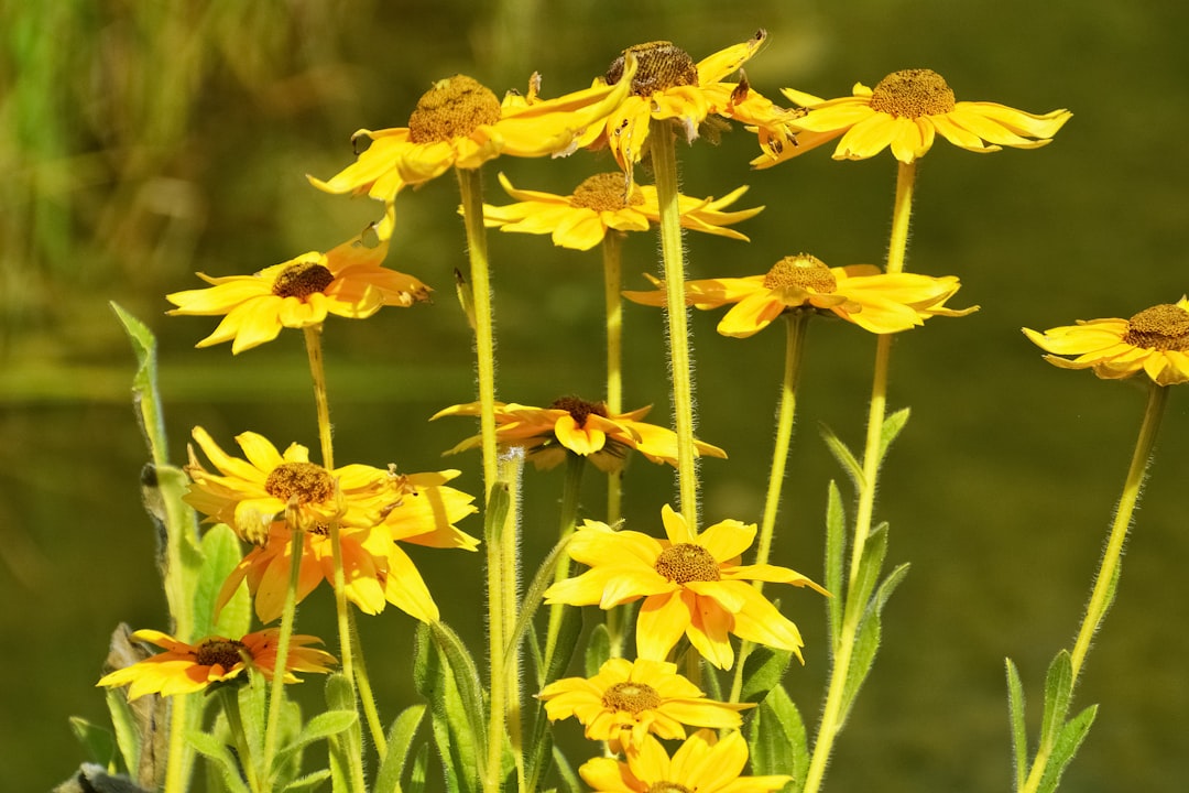 yellow flowers with green leaves