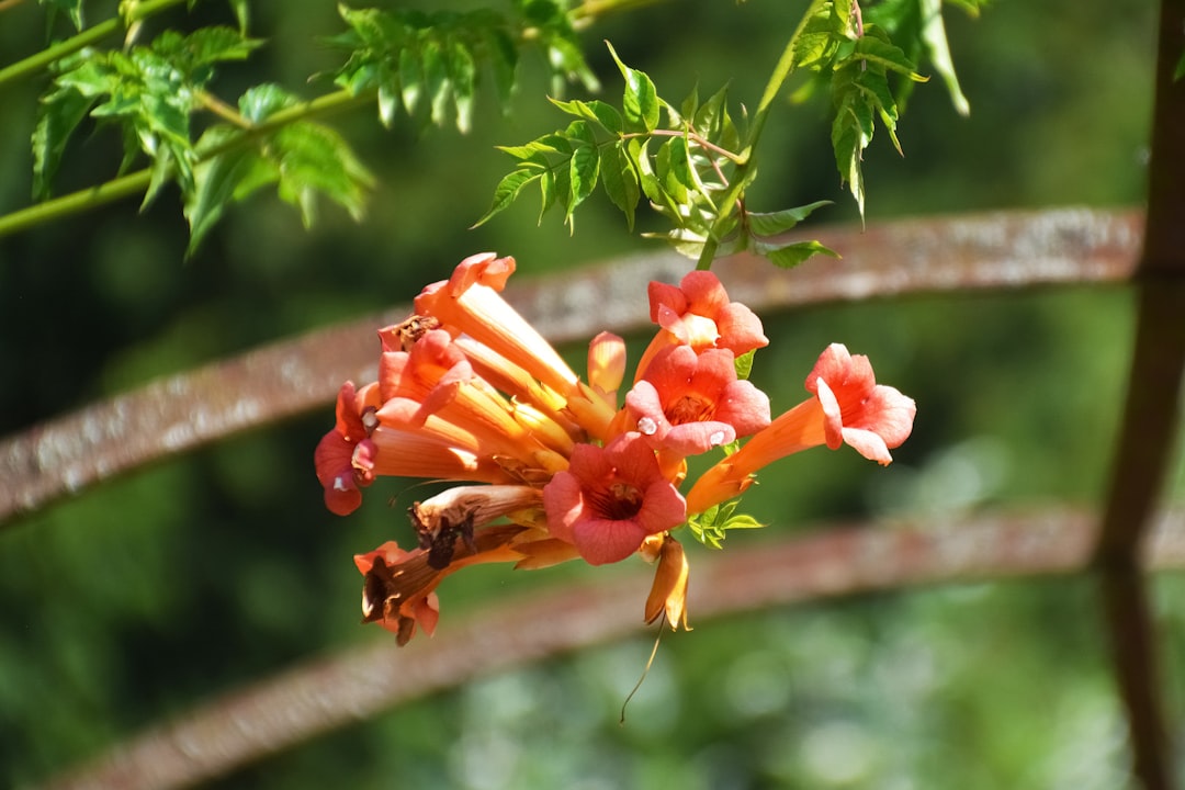 red and yellow flowers on brown wooden stick