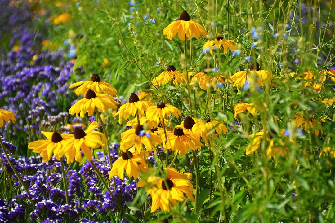 yellow and purple flowers in bloom during daytime