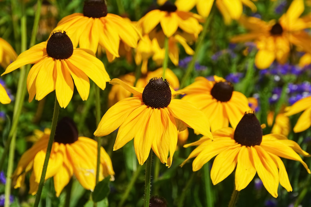 yellow and black flower in macro lens