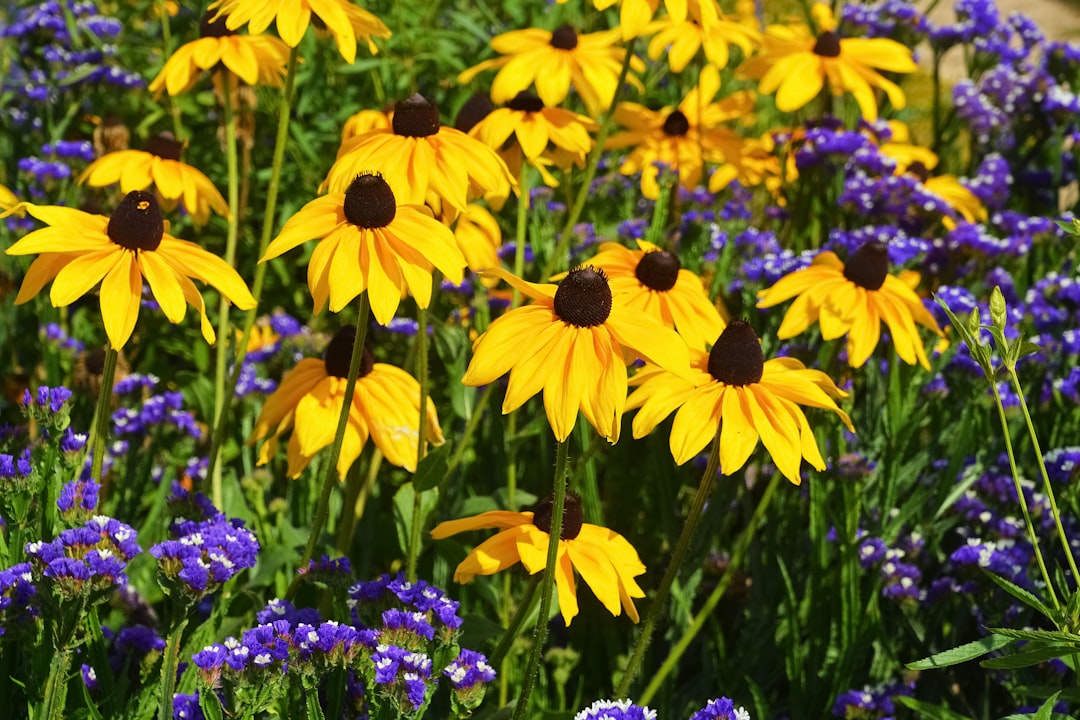 yellow and purple flowers in bloom during daytime