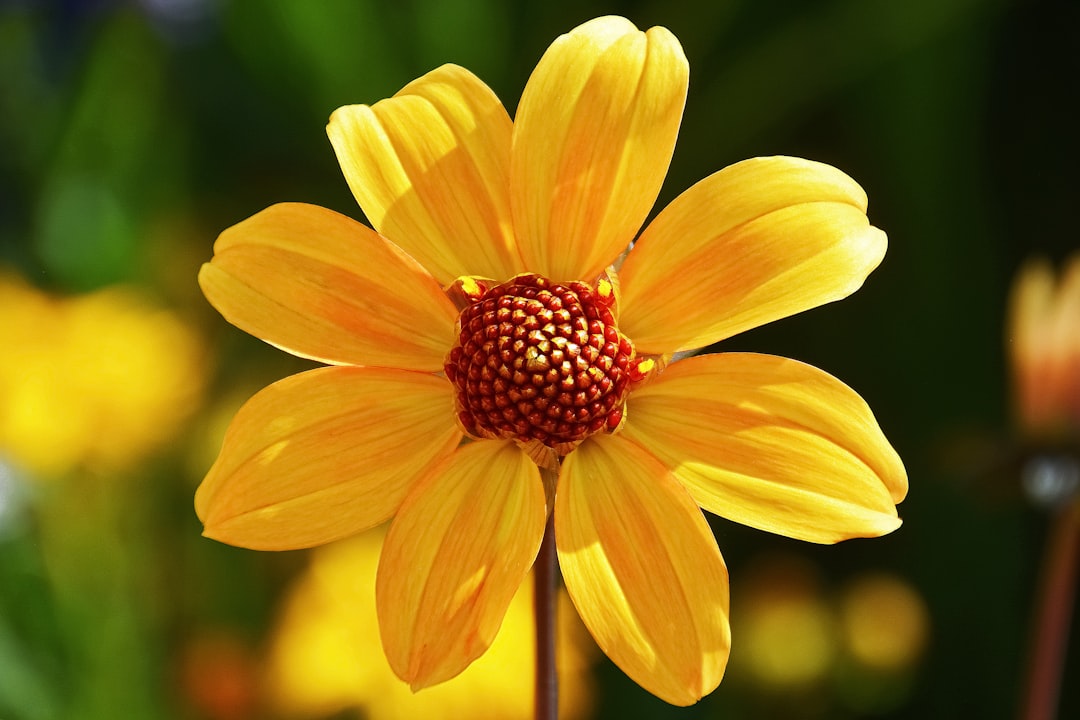 yellow and red flower in bloom during daytime