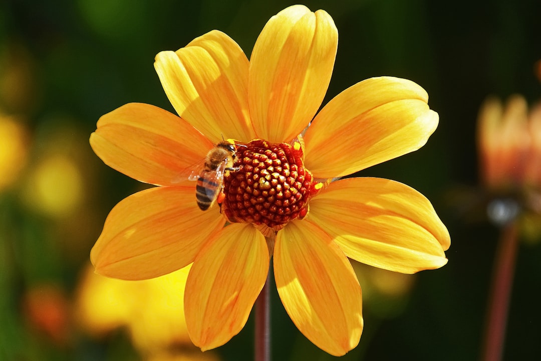 yellow and red flower with bee