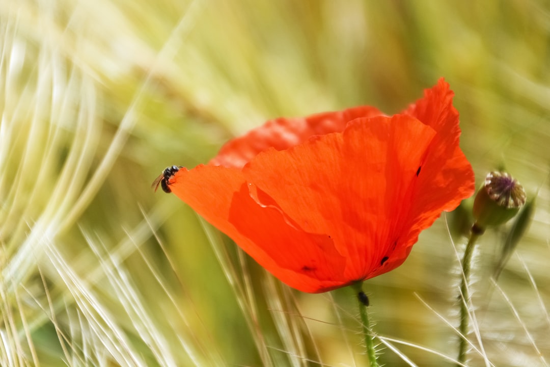 red poppy in bloom during daytime