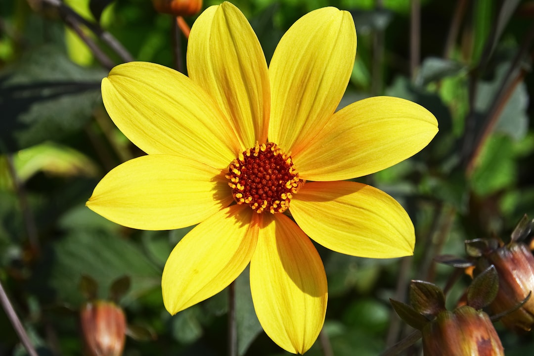 yellow flower in tilt shift lens