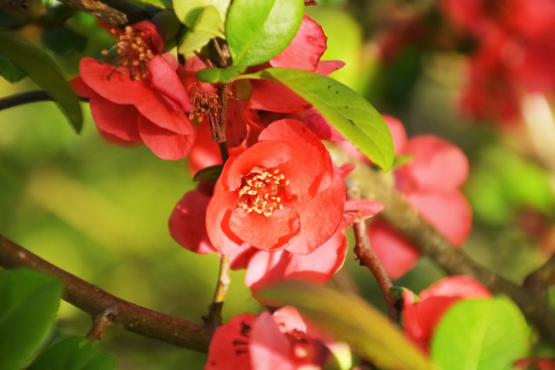 red flower with green leaves