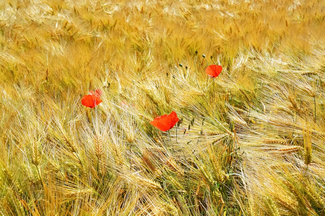 red flower on brown grass