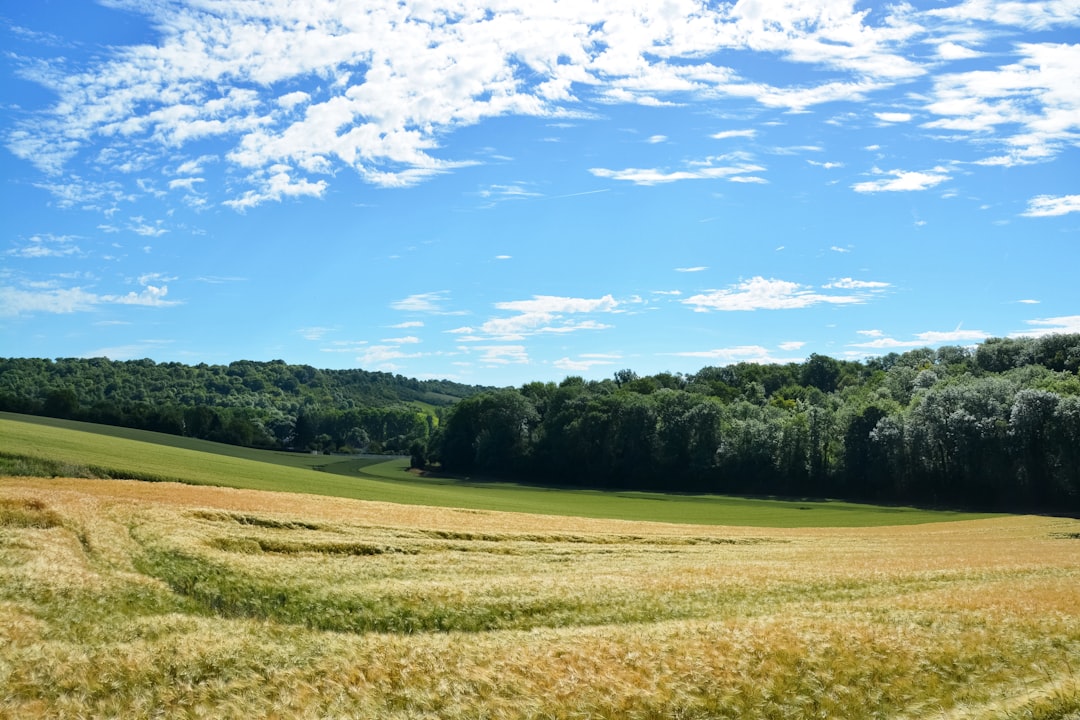 green grass field under blue sky during daytime