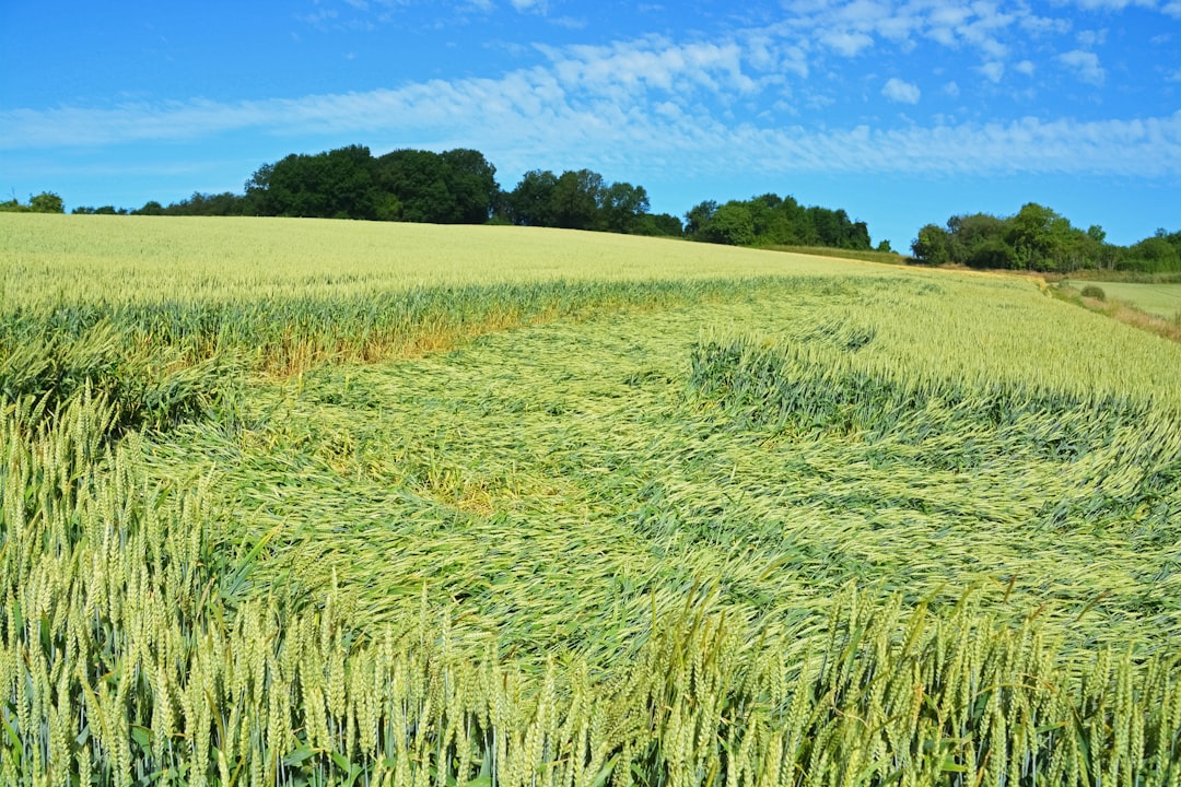 green grass field under blue sky during daytime